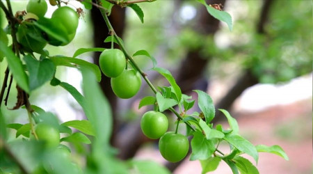 Mayıs ayı yaklaşıyor ancak fiyatı düşmüyor