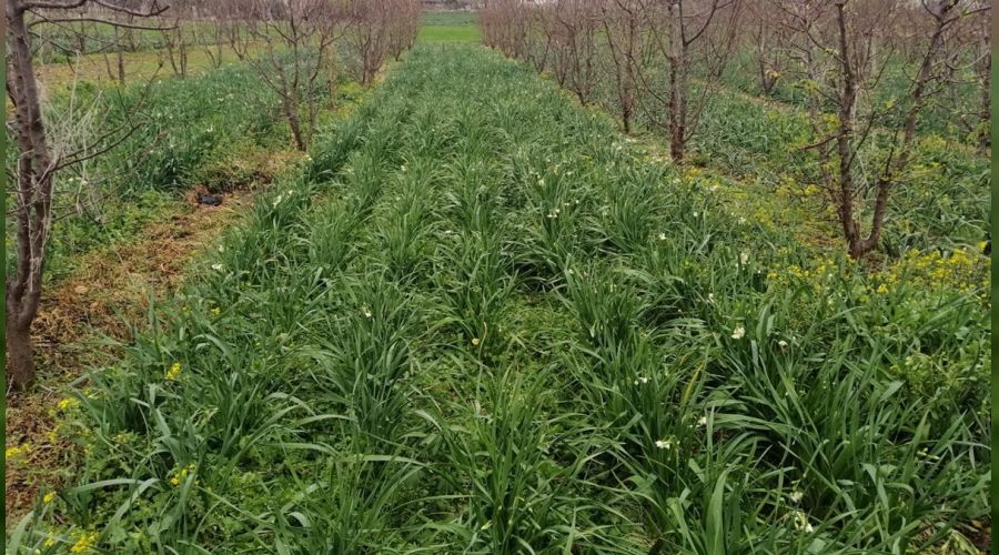 Mersin'de dolu yağışı 600 dekar araziye zarar verdi