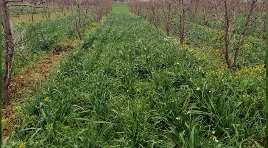 Mersin'de dolu ya 600 dekar araziye zarar verdi