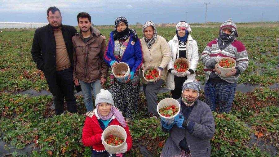 Mersin'de kış ortası açıkta çilek hasadı