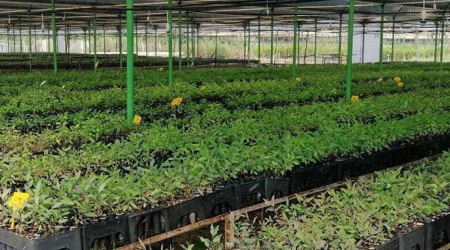 Mersin'de 'klonal okalipt�s' fidanlar� toprakla bulu�maya haz�r