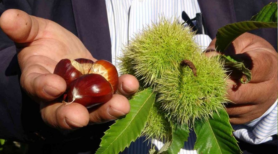 Mersin'de örnek kestane bahçesi