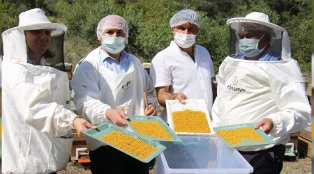 Mersin'de yılın ilk bal ve polen hasadı yapıldı