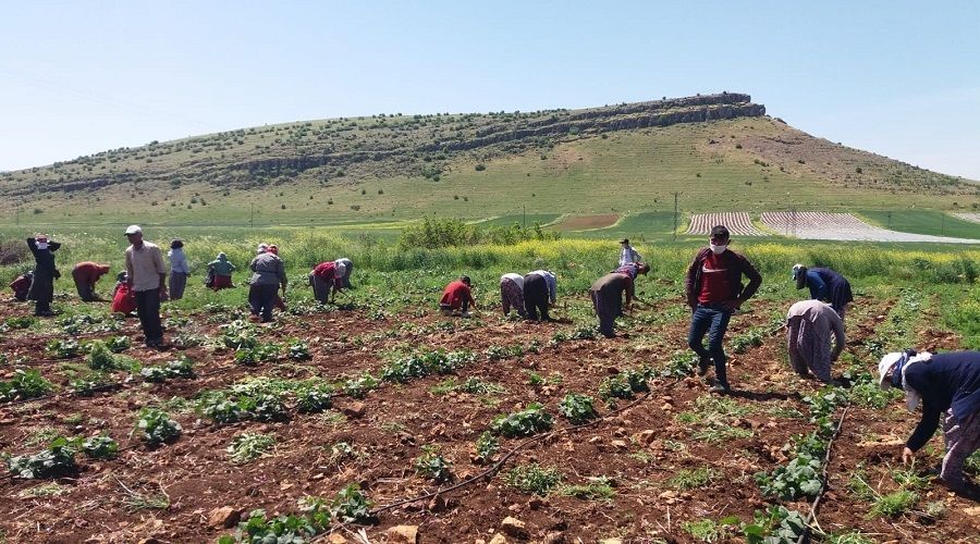 Mevsimlik tarm iilerinin Ramazan'da zorlu mesaisi