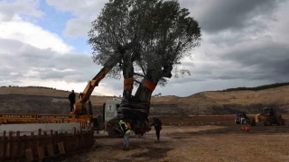 Milas'ta 3 asırlık zeytin ağacı yeni yerine törenle taşındı