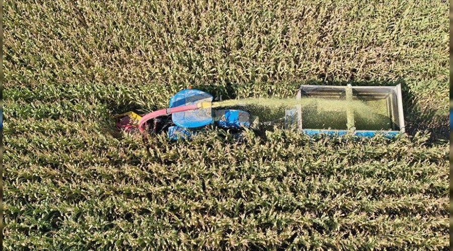 M�s�r ekim alan� azald�