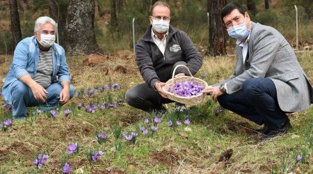 "Muğla endemik bitki zengini'