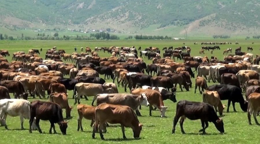 Mu�'ta b�y�kba� hayvan say�s�nda art��