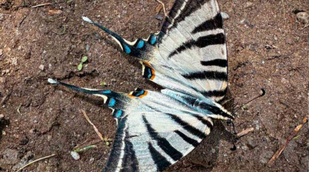 Nadir görülen zebra kırlangıç kuyruklu kelebek Aydın'da görüntülendi