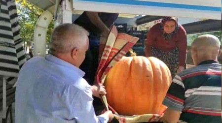 Nallıhan'da dev kabak görenleri hayrete düşürdü