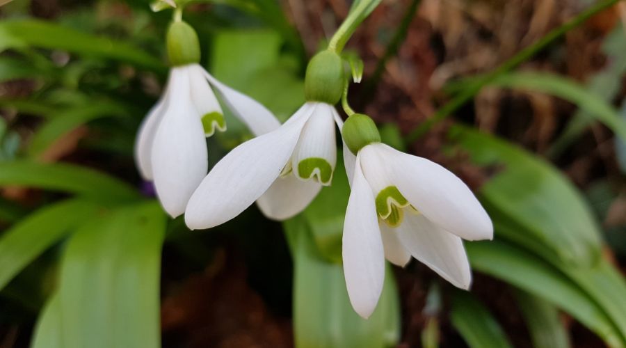 Nesli t�kenme tehlikesiyle kar�� kar��ya