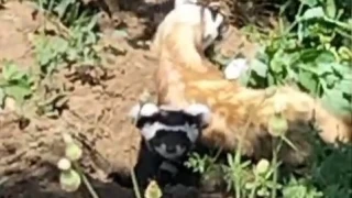 Nesli tükenmekte olan Alaca Sansar, Yozgat'ta görüntülendi