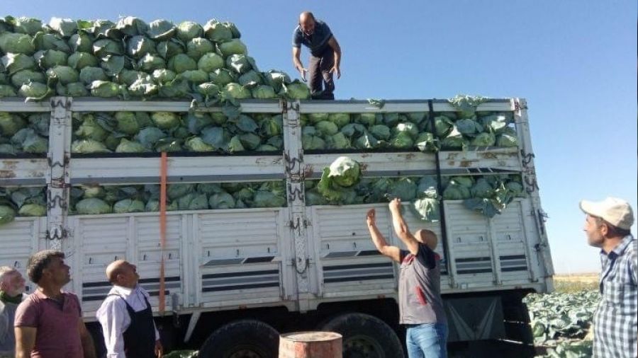 Niğde'de 130 bin ton lahana rekoltesi bekleniyor