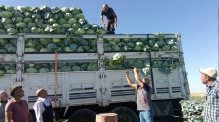 Niğde'de 130 bin ton lahana rekoltesi bekleniyor