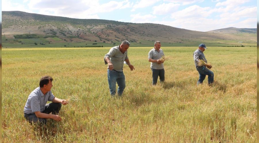 Niğde'de buğday ve arpa üreticisini kuraklık vurdu