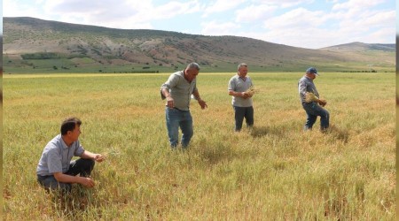 Niğde'de buğday ve arpa üreticisini kuraklık vurdu