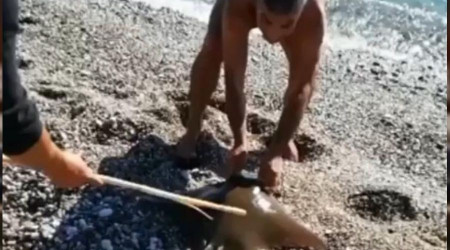 Oltaya vatoz balığı takıldı