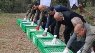 Ordu'da doğaya 200 sülün salındı