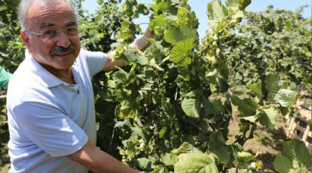 Ordu'da fındık dalda kalmıyor