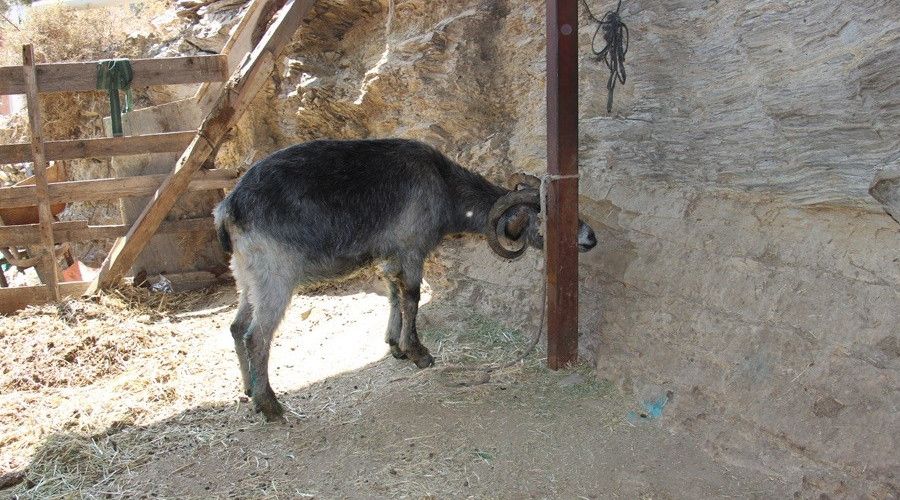 Orman yangınları keçilerin de psikolojisini bozdu