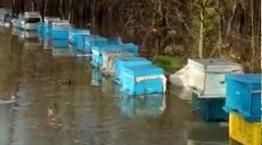 Ortaca'da arı kovanları sular altında kaldı