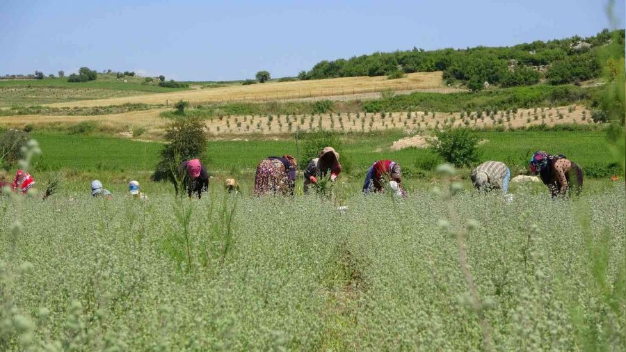 Osmaniye'de retiliyor, Filistin'e ihra ediliyor