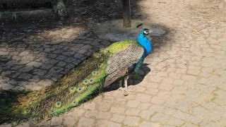 Otob�s bagaj�ndan hayvanat bah�esine