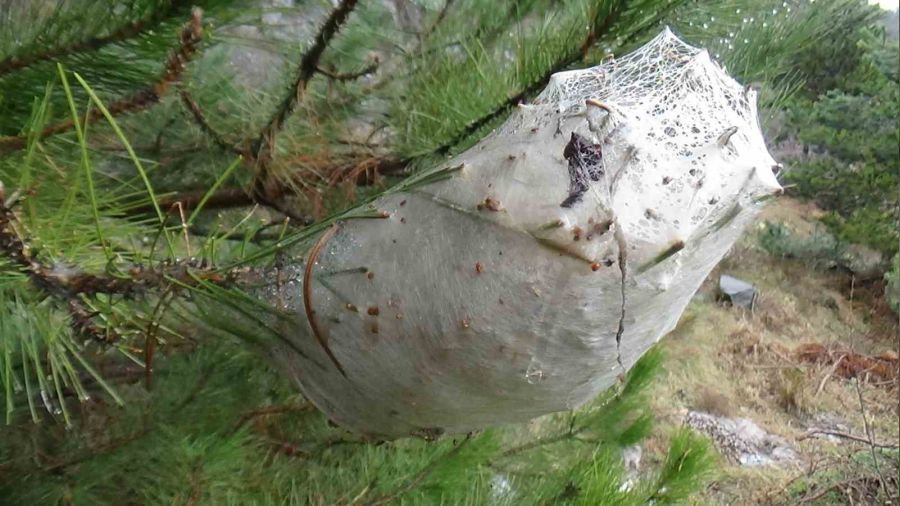 �zel giysilerle �am kese t�rt�llar�yla m�cadele ediyorlar