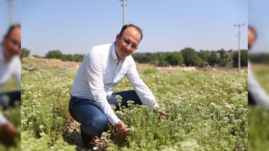 Pamukkale Belediyesi kekik ve lavanta festivali düzenliyor