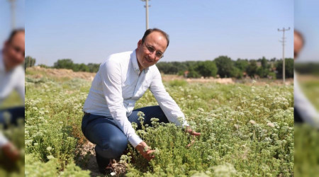 Pamukkale Belediyesi kekik ve lavanta festivali düzenliyor
