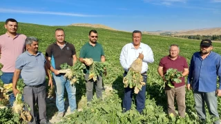 Patates ve pancarın tesliminde sorun var