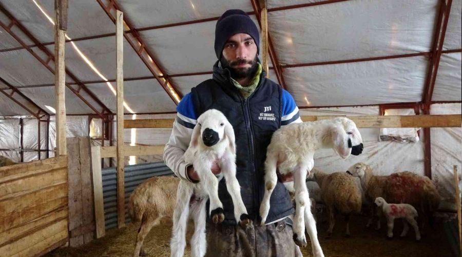 Patronlar sürülerin başına geçip çoban oldu