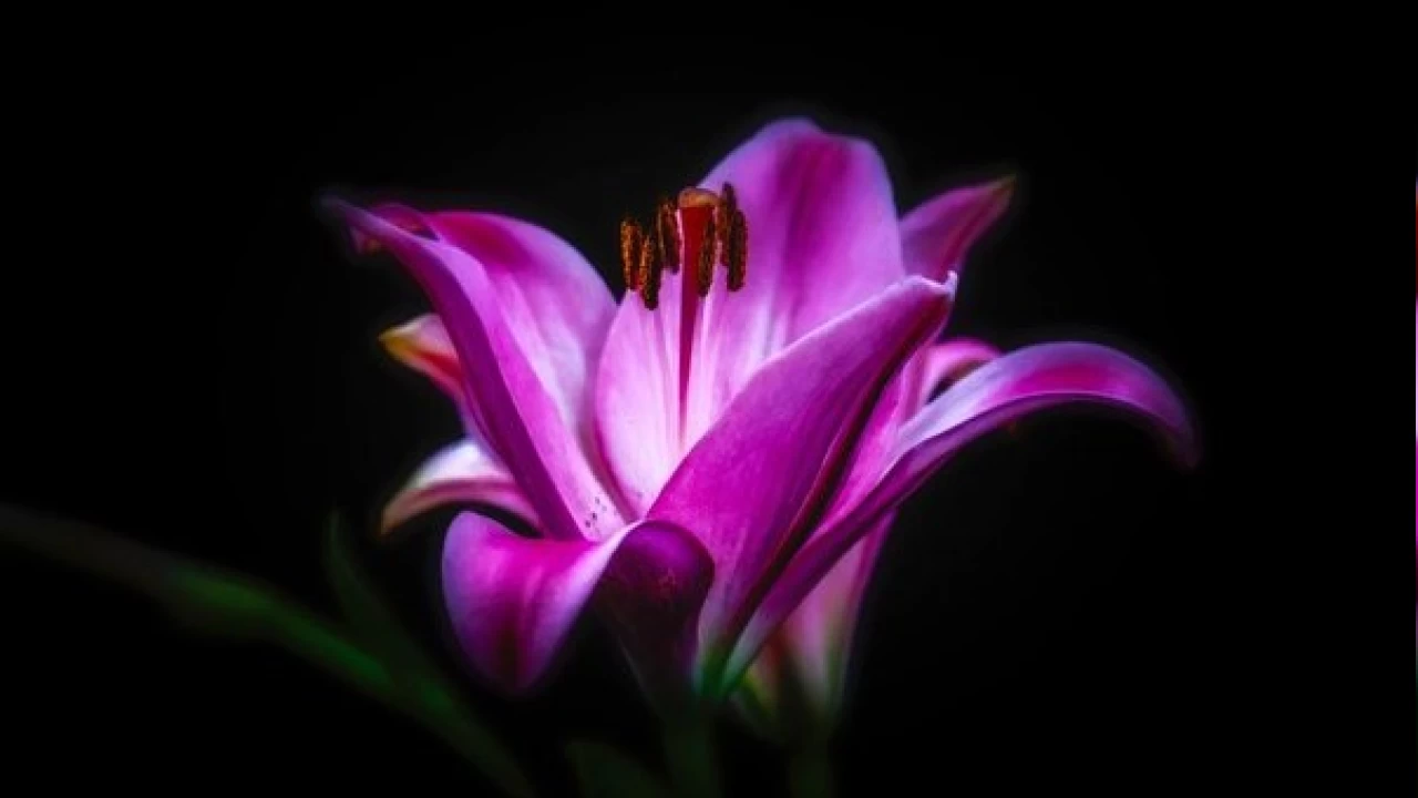 Peygamber ailesi Kûfe’ye götürülüyor