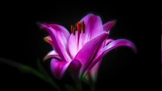 Peygamber ailesi Kûfe’ye götürülüyor