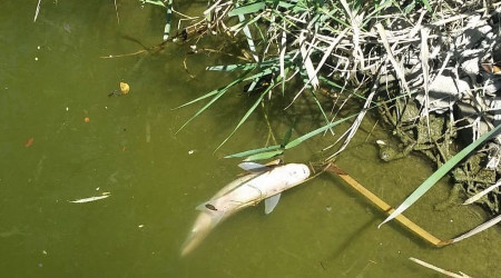 Porsuk'ta balık ölümleri devam ediyor