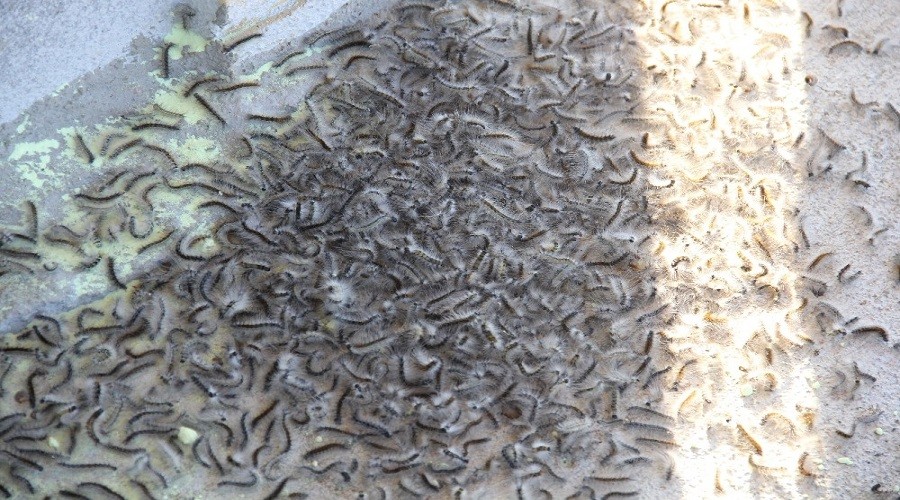 Rize'yi b�cek sard�