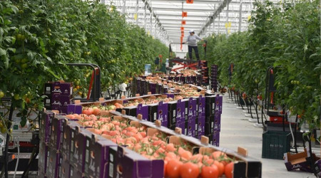 Rusya'ya ihracat kapısı açıldı, sebze-meyve zamlandı