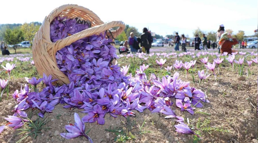 Safran tarlalarını 90 bin kişi ziyaret etti