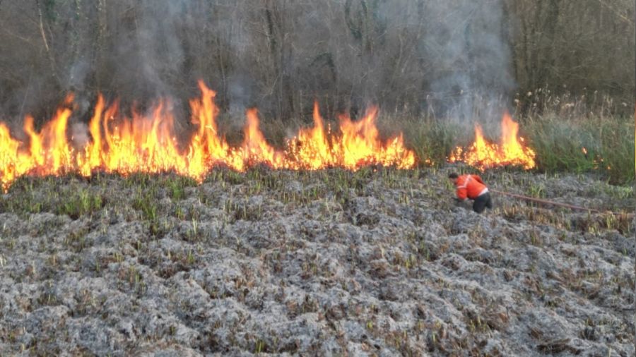 Sakarya'da 100 dönümlük arazi kül oldu