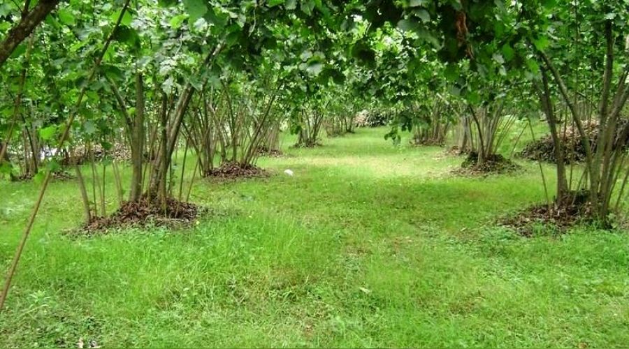 Sakarya’da icradan satılık 6018 m² fındık bahçesi