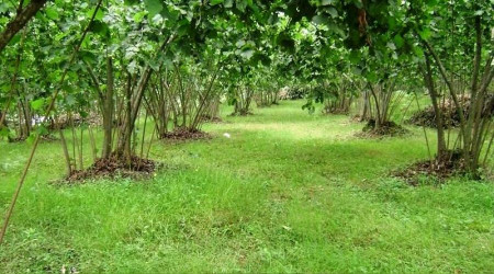 Sakarya’da icradan satılık 6018 m² fındık bahçesi