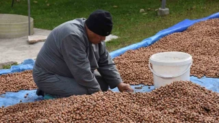 Sakarya'n�n y�ksek kesimlerinde f�nd�k mesaisi devam ediyor