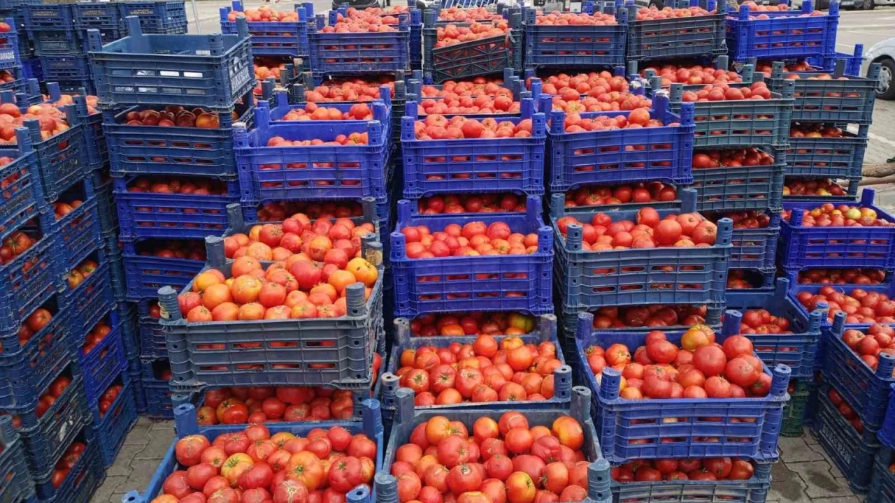 Sal�al�k domateslere yo�un ilgi