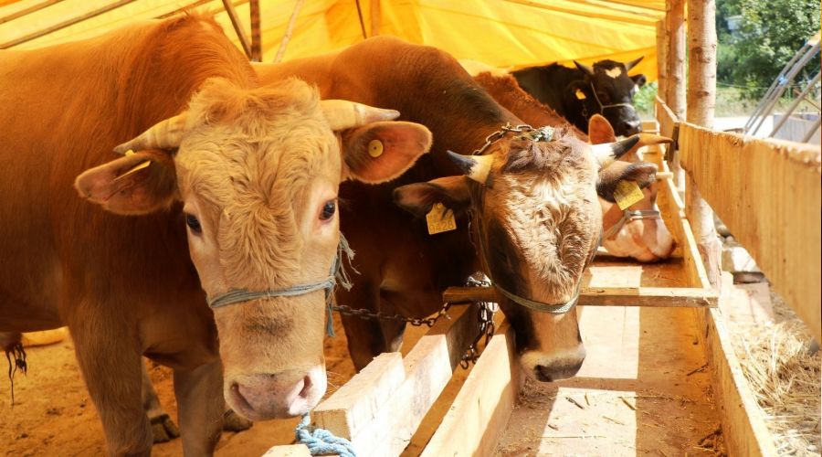 Samsun'da kurbanlık fiyatları belli oldu