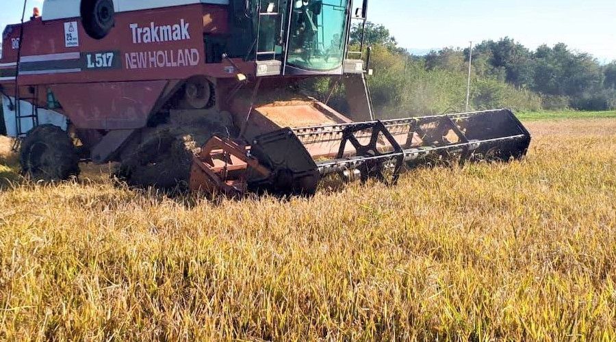 Samsun'da siyah eltik hasad