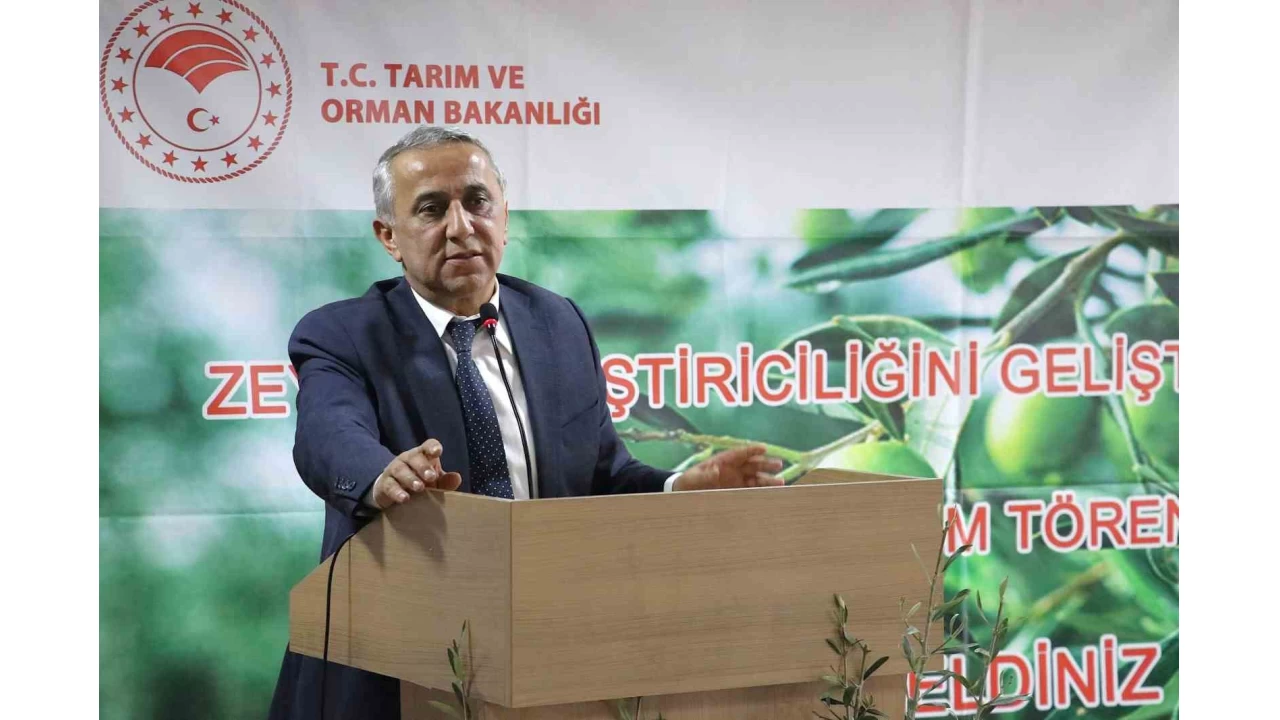 Samsun'da zeytin yetiştiriciliği yeniden canlanıyor