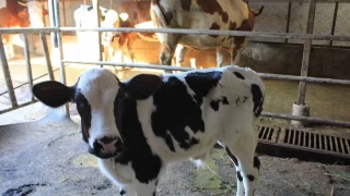 Şap yüzünden beside yüzde 30 kayıp tahmin ediliyor