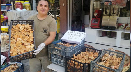 Sarı çam mantarı dağ köylülerinin geçim kapısı oldu
