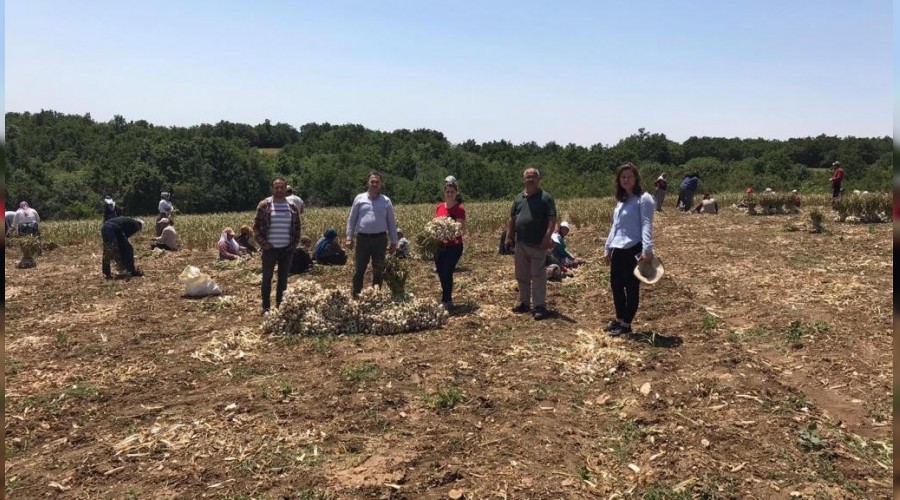 Sarımsak üreticinin yüzünü güldürdü