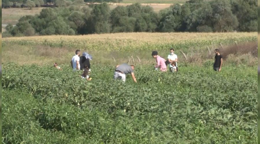 Şehrin ortasındaki sebze bahçesi ilgi odağı oldu